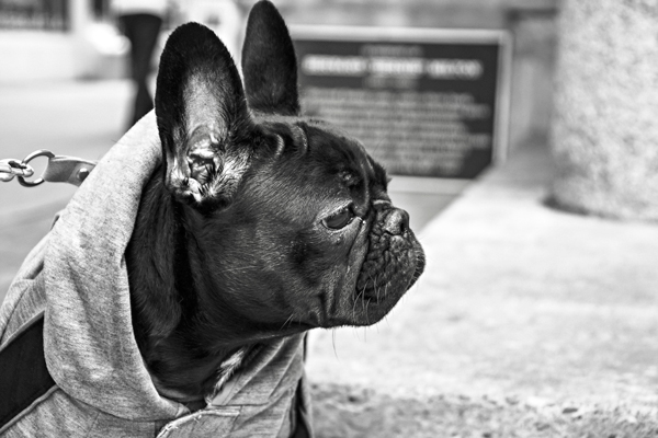 French-Bulldog-From-Gratisography