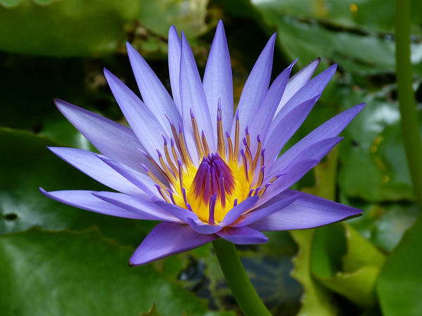 Water-Lily-From-Pixabay